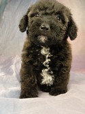 Female Bichon Poodle Mix #17 Born April 2, 2012 Iowa 